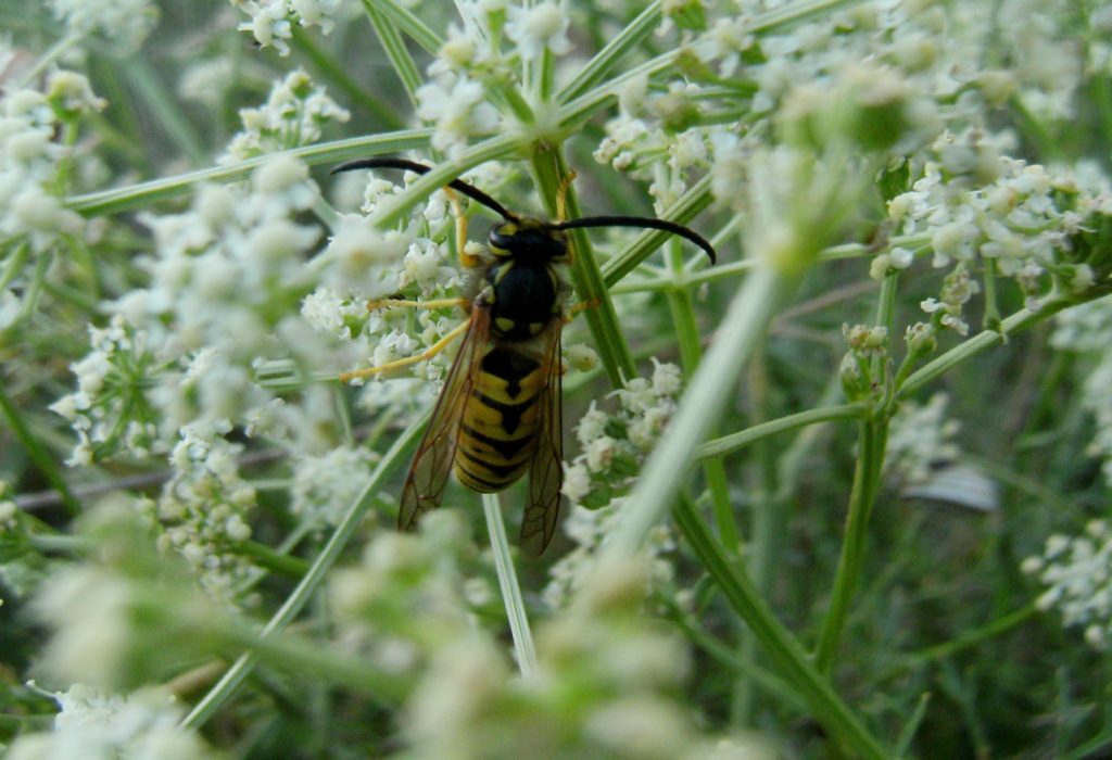 Vespula germanica M (Vespula)